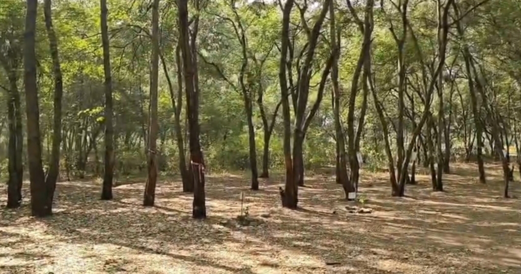 Nashik Tapovan tree felling
