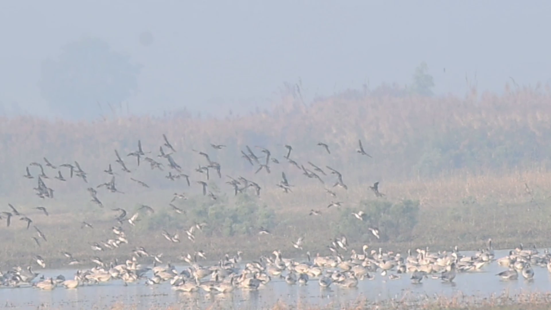 Migratory birds start flying to Dighal and the surrounding areas in search of food.