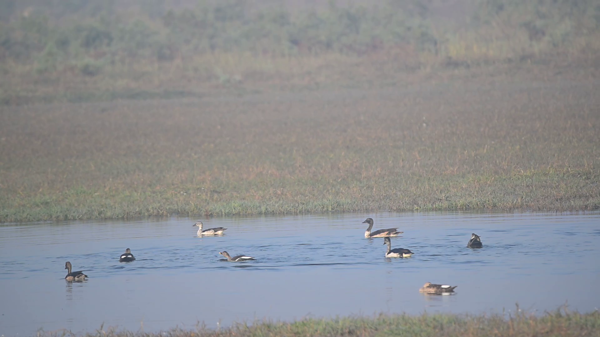Migratory birds at a waterbody in Jhajjar's Dighal village.