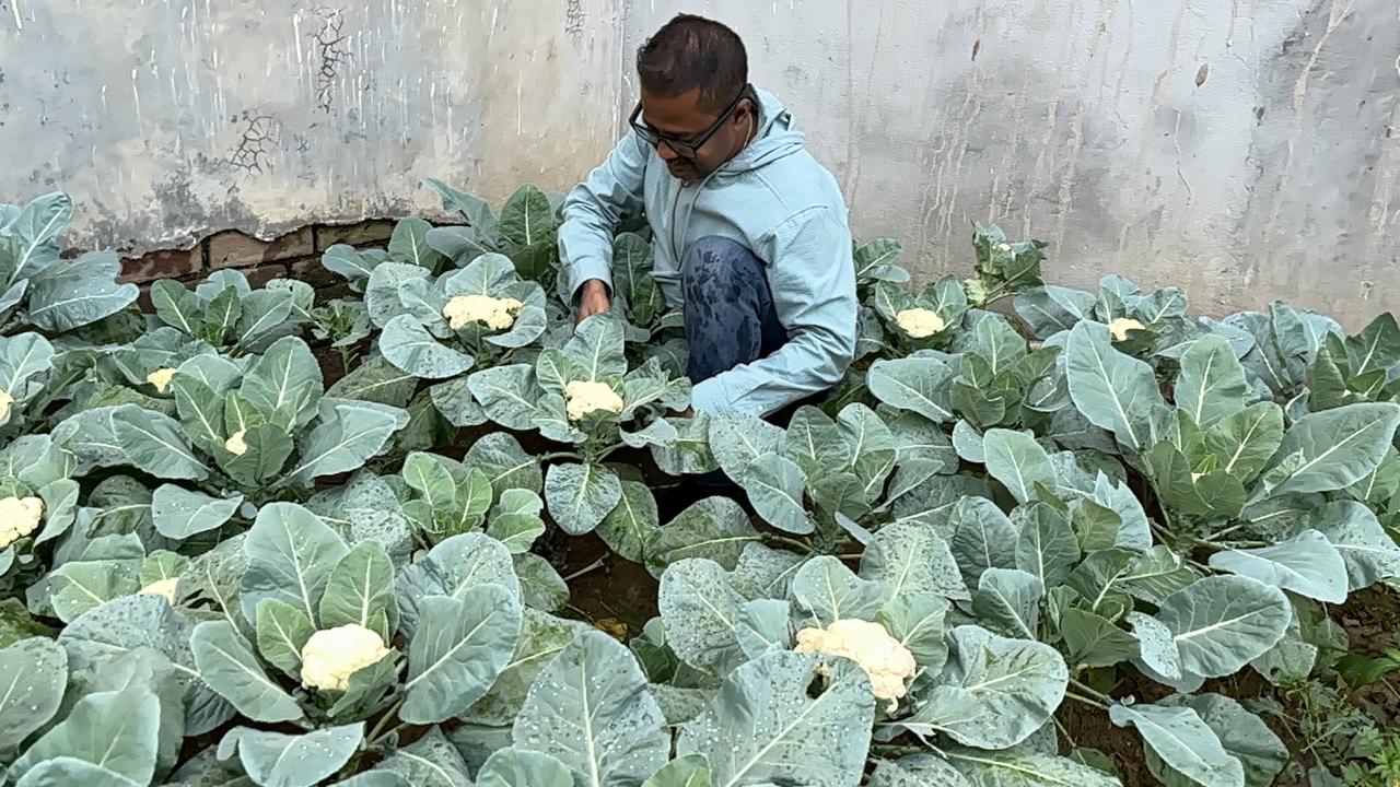 Sinha checks on cauliflowers at his garden