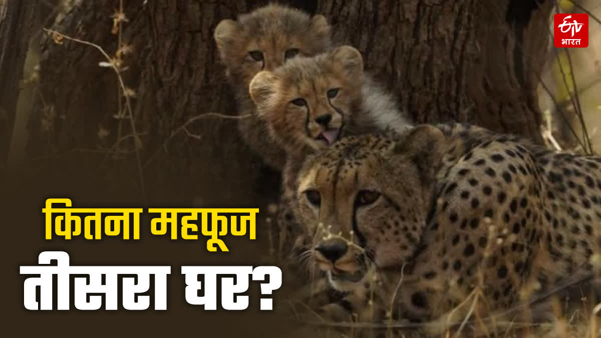 NAURADEHI cheetahs SAFETY