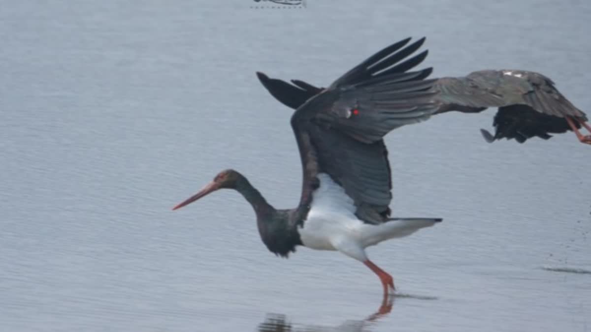 Asian waterbird census 2026