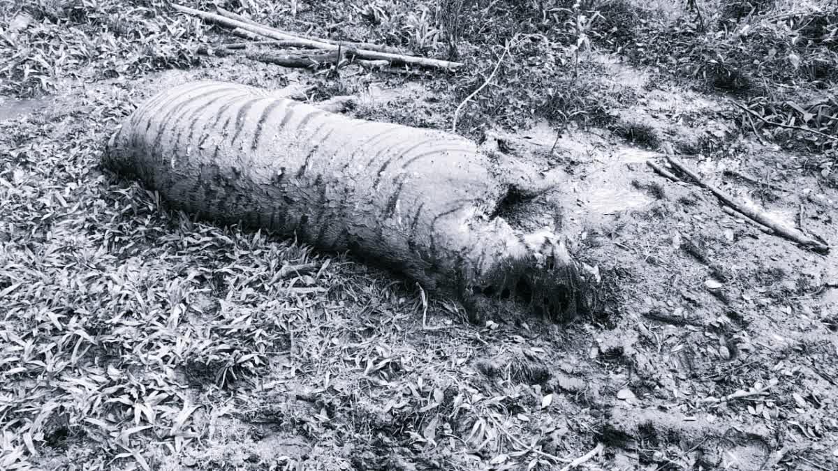 TIGER CARCASS FOUND
