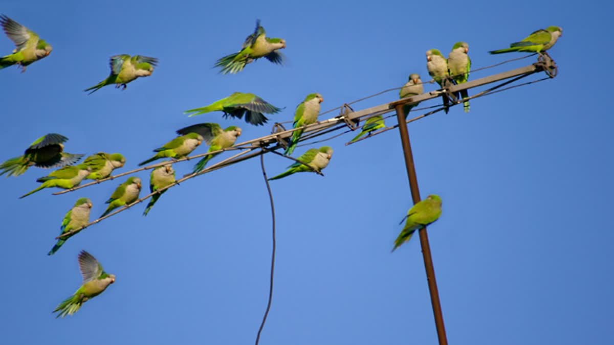 CHHATARPUR PARROTS FLOCK VISIT HOME