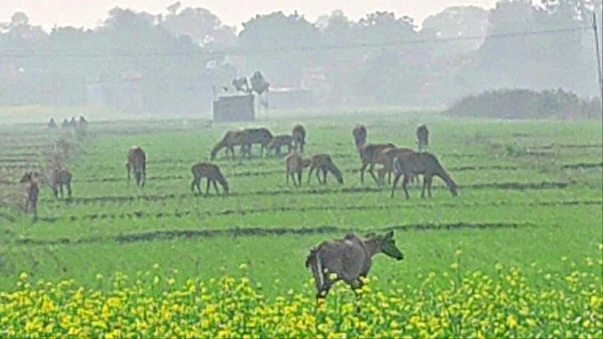 Nilgai damage crops in Bhojpur