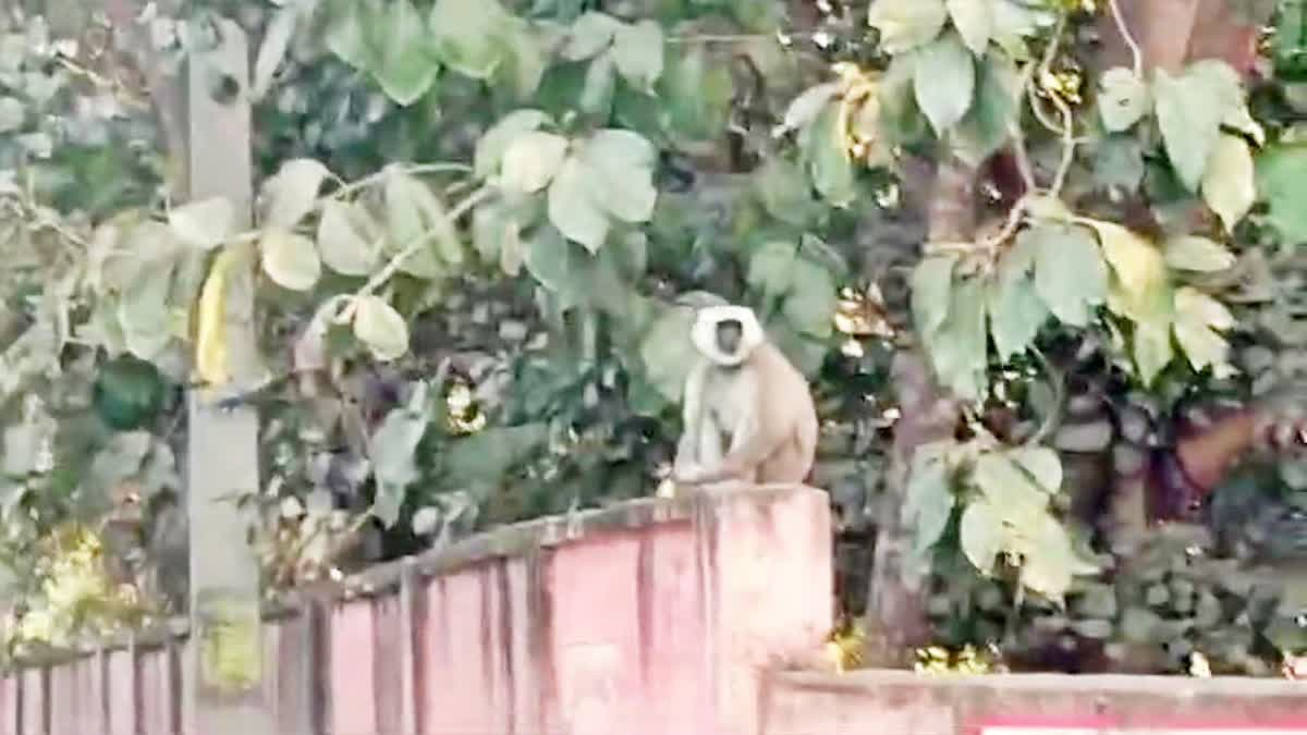 Terror of langur in Bagaha