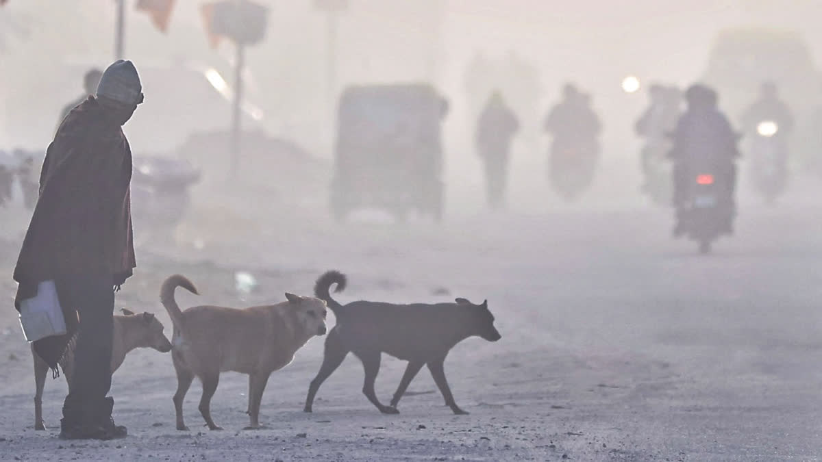 supreme-court-stray-dogs-hearing-justice-vikram-nath-kapil-sibal