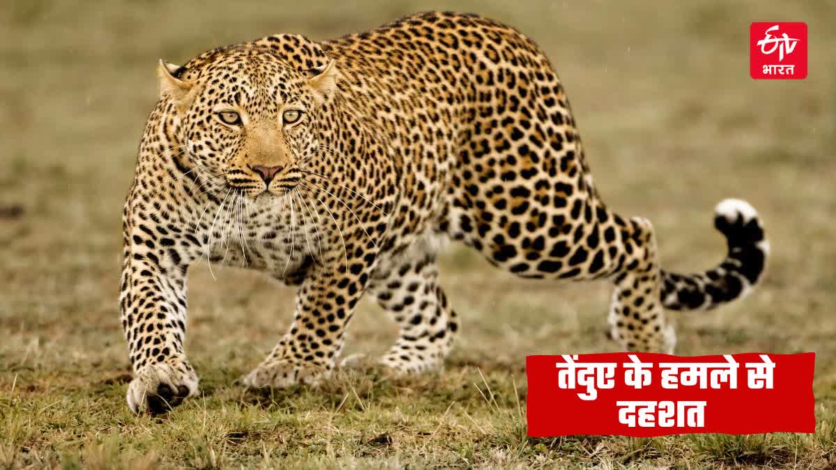 तेंदुए से इलाके में दहशत