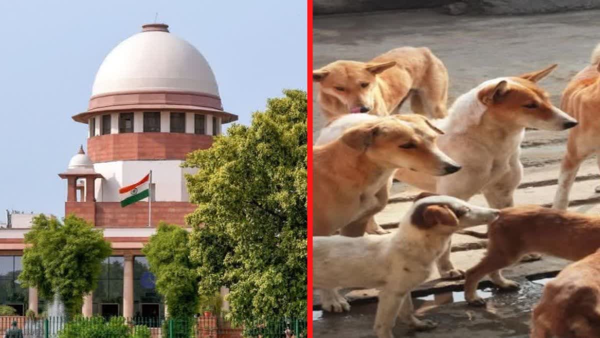 supreme-court-stray-dogs