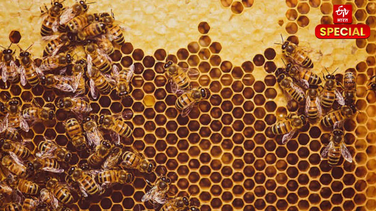 Honey Bee Hub in Rajasthan