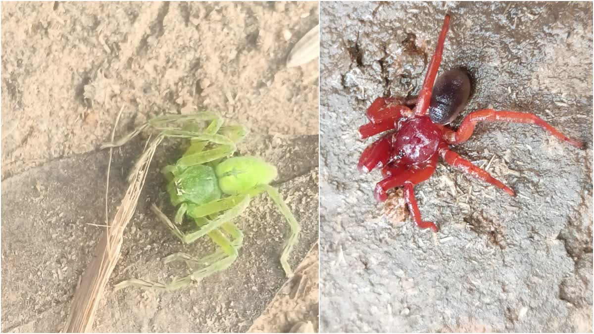 RARE SPECIES SPIDER IN BENGAL