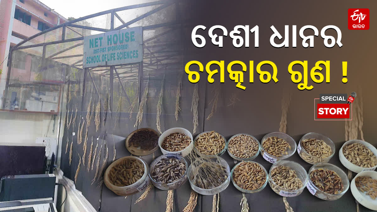 NATIVE RICE PADDY SEED RESEARCH