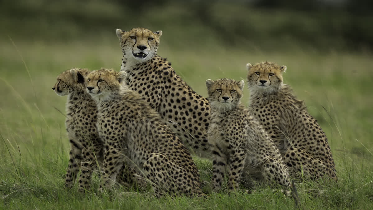 nauradeshi cheetahs arrival date  july 2026