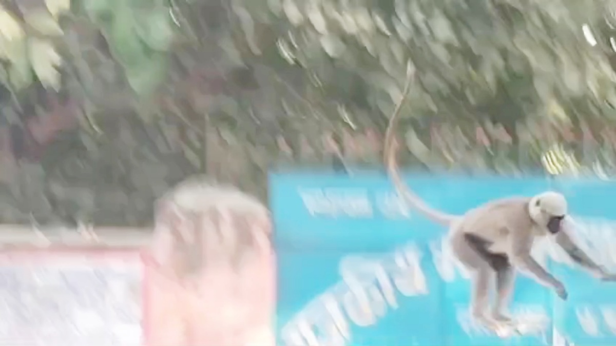 Terror of langur in Bagaha