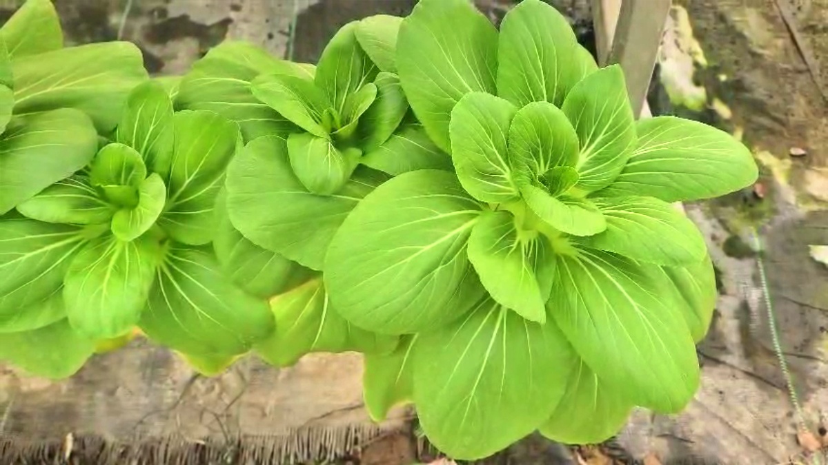 Farming in air in Bihar