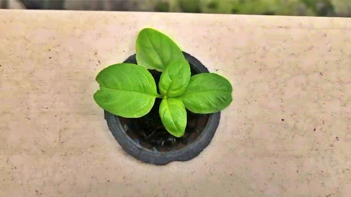 Farming in air in Bihar
