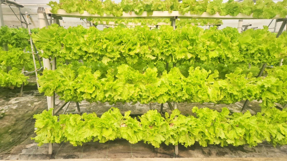 Farming in air in Bihar