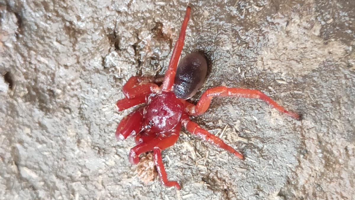 RARE SPECIES SPIDER IN BENGAL