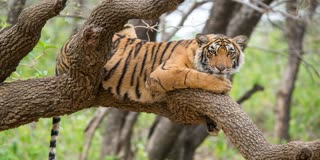 KANHA NATIONAL PARK THRILLING VIDEO