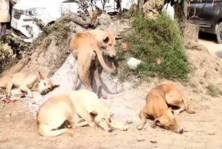 Teachers Asked To Track Stray Dogs In Bihar's Rohtas, Teachers Raise Concerns