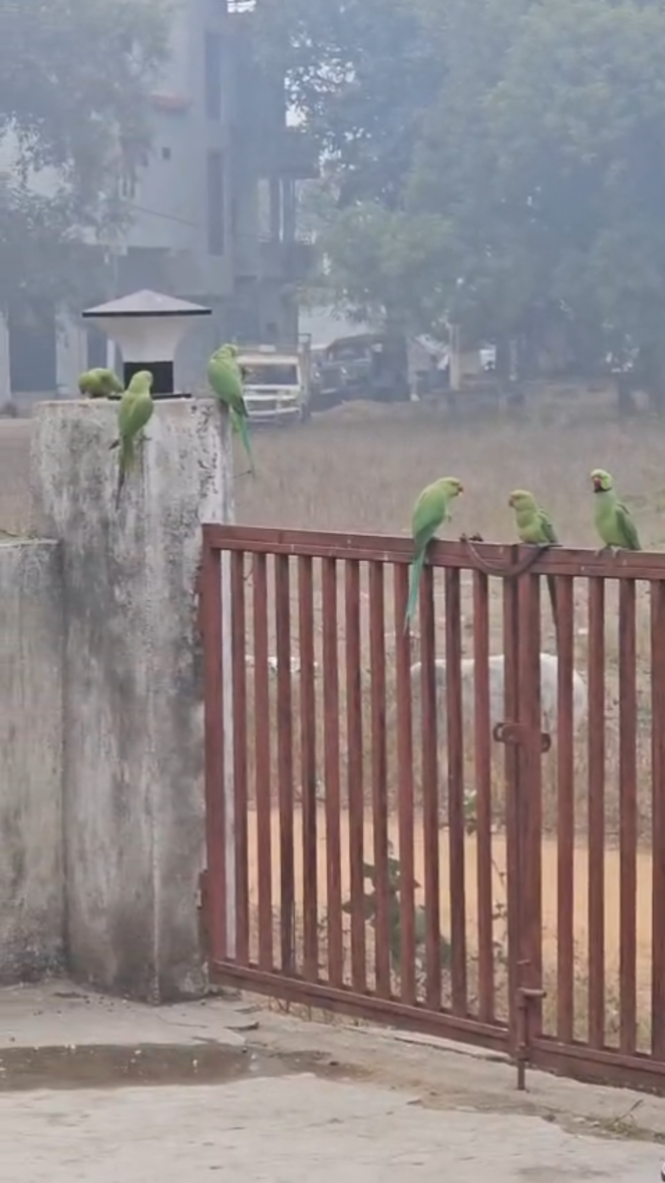 unique friendship parrots and man