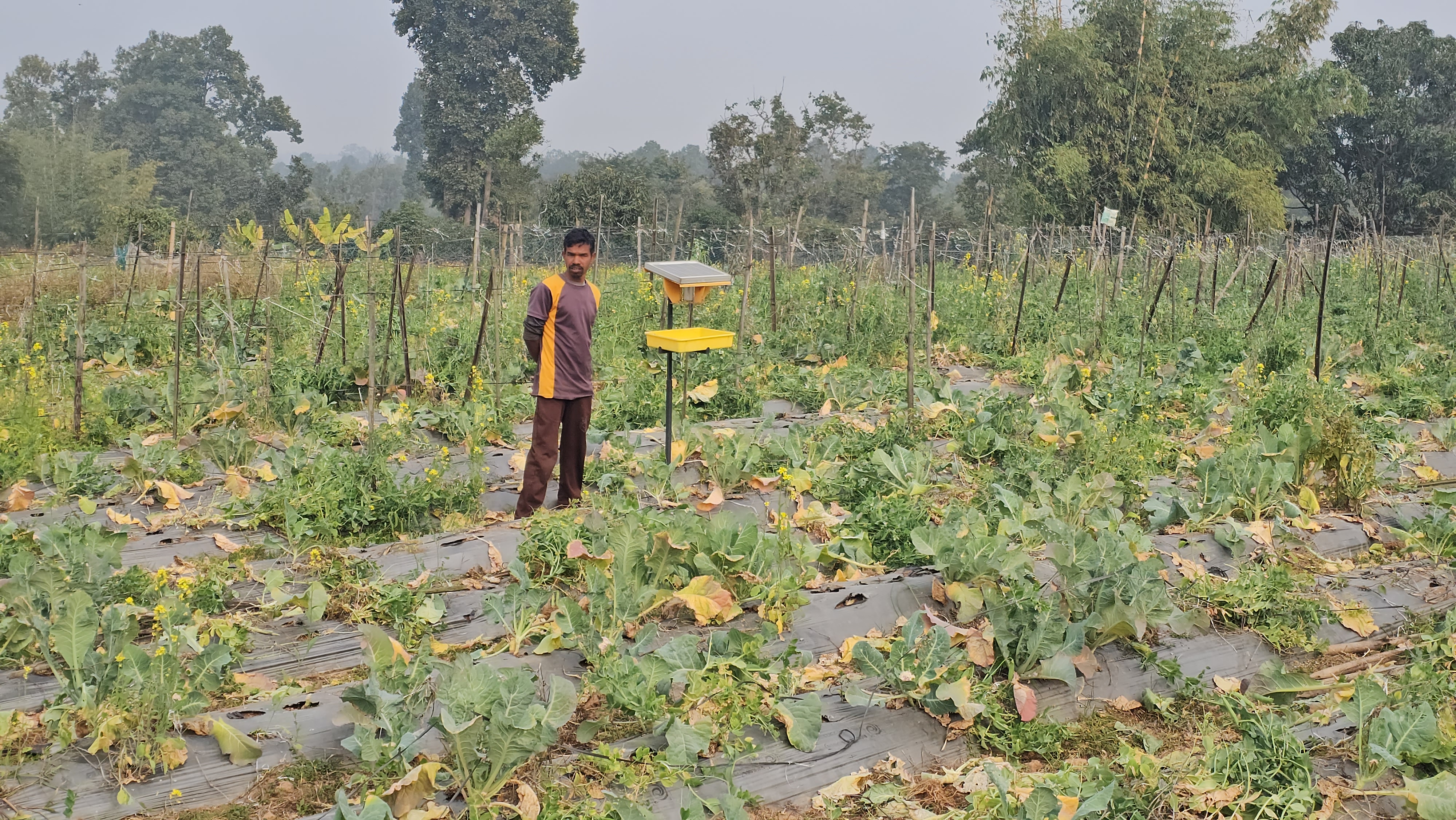 farmer Rajendra Tudu installed solar light in Farm to protect crops from pests In Hazaribag