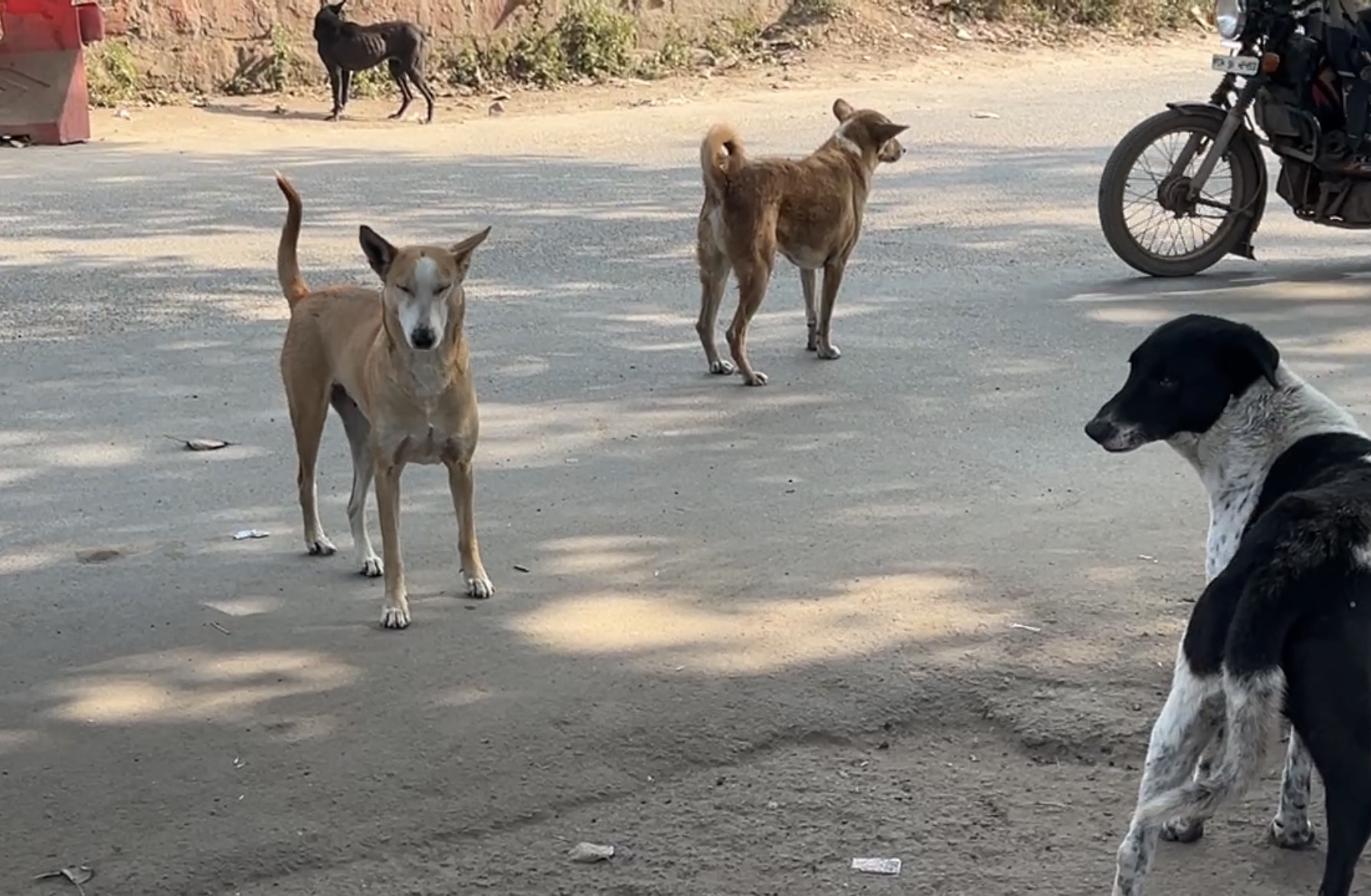 GWALIOR DOG BITE CASES