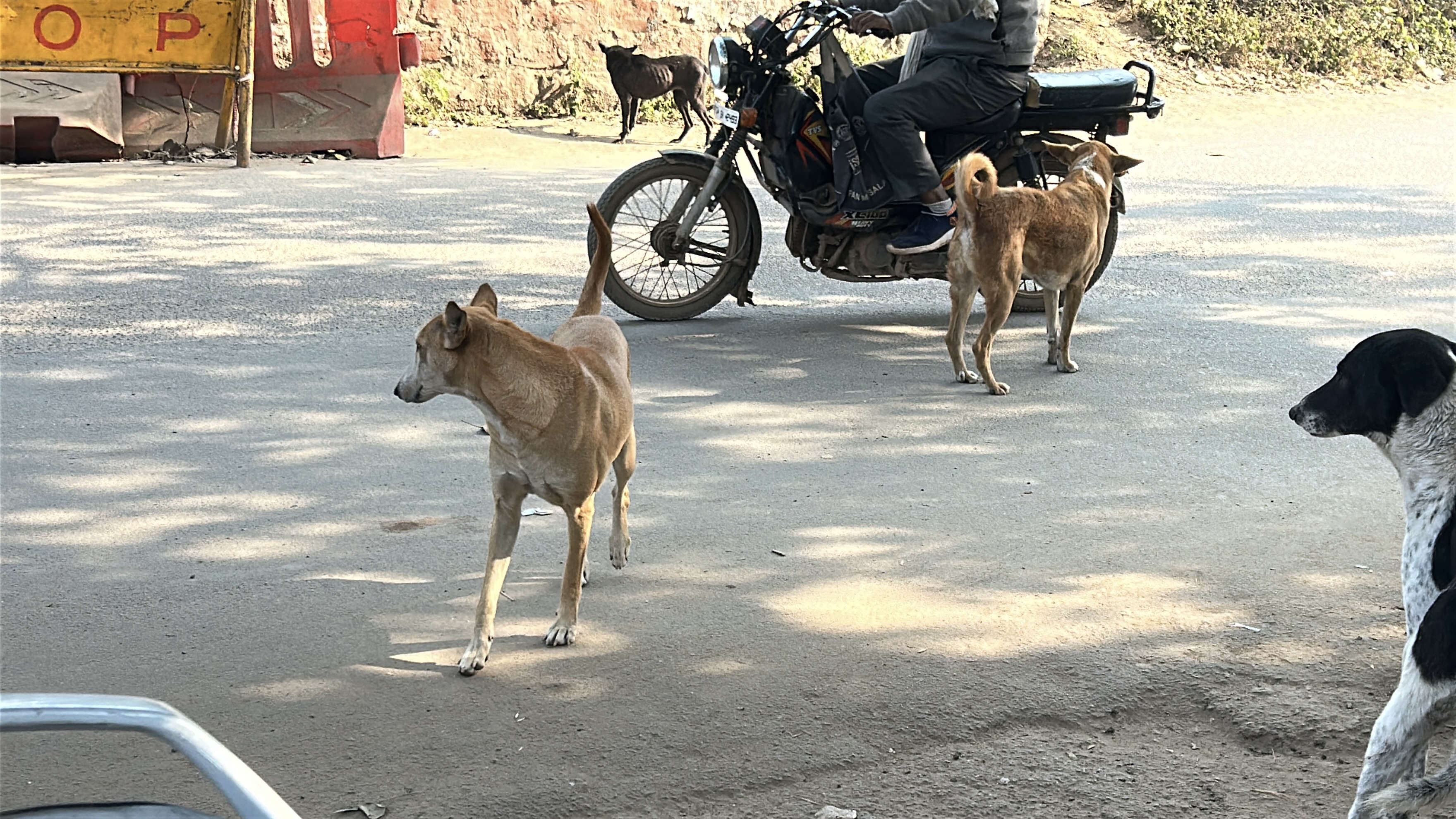 Mission Rabies Free Gwalior