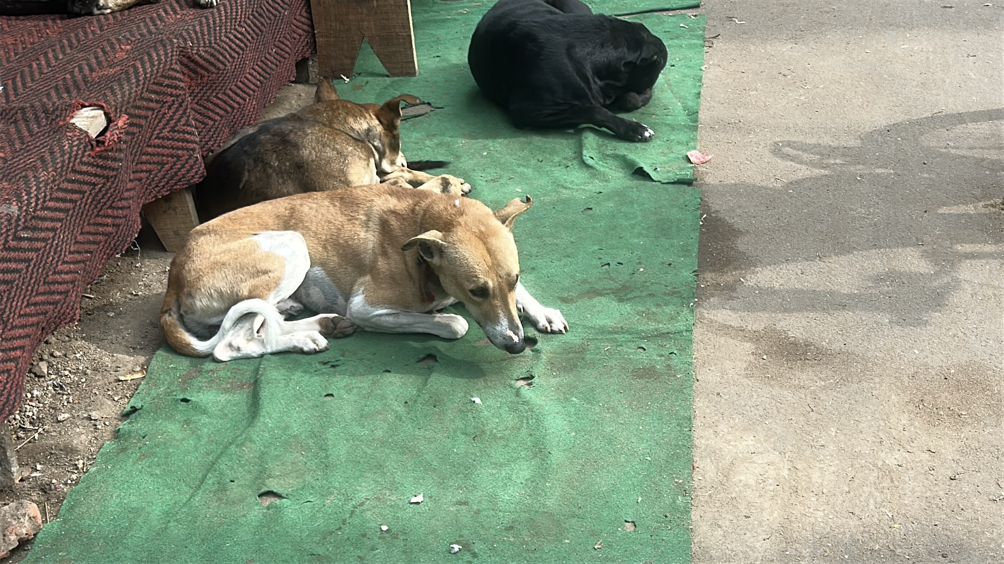 GWALIOR STRAY DOGS STERILISATION