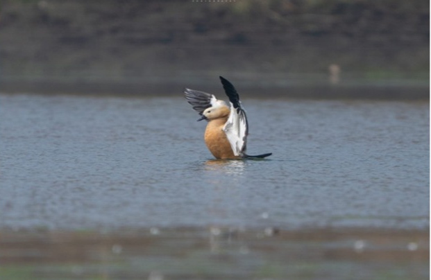 birds 82 species found sagar