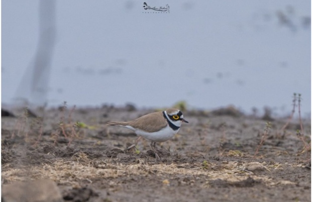 Bird Survey madhya pradesh