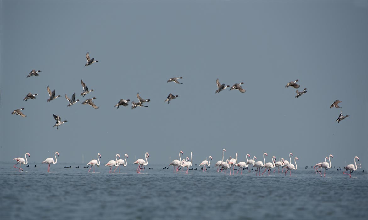 ଚିଲିକାକୁ ସୁରକ୍ଷା ଓ ସଂରକ୍ଷଣ ପାଇଁ ଡିପିଆର ପ୍ରସ୍ତୁତ