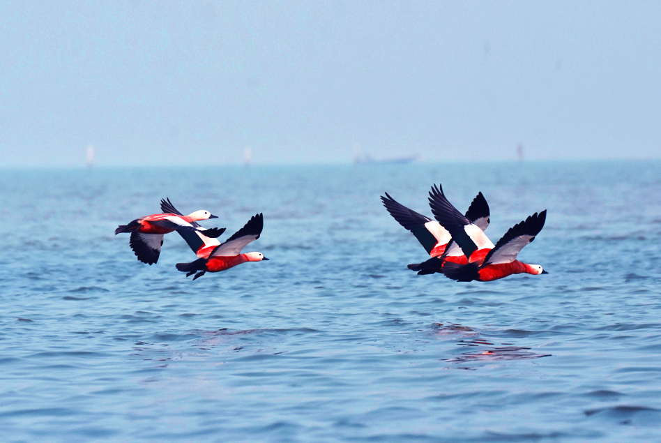 ଖୁବ ଶୀଘ୍ର ଚିଲିକାରେ ହେବ ମିୟୁଜିୟମ