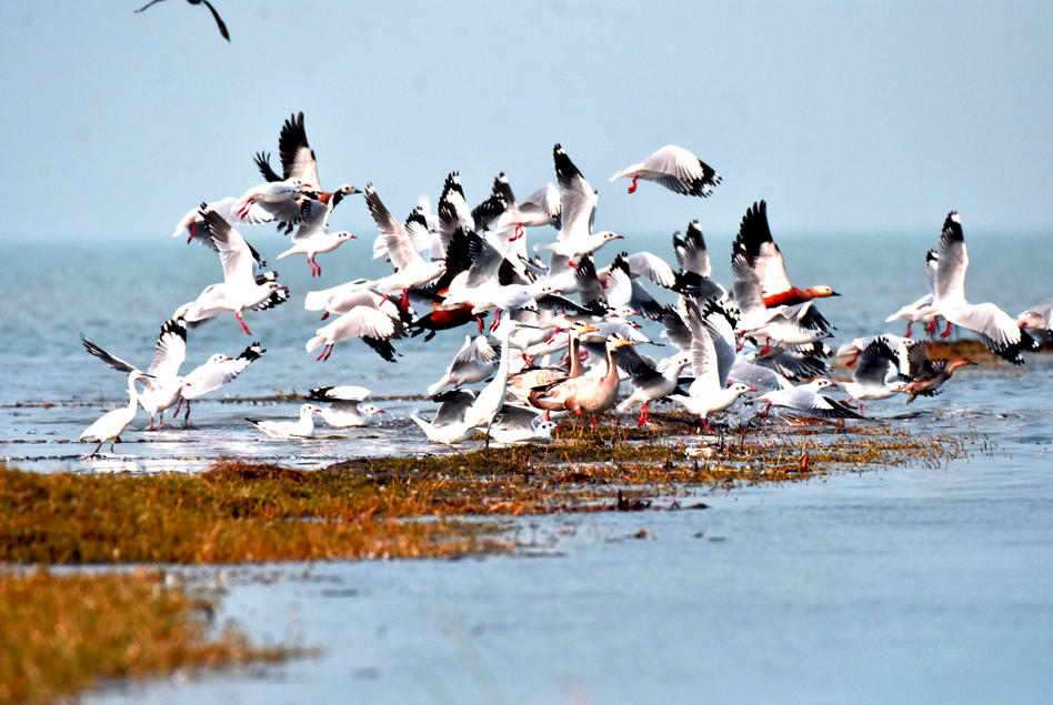 ଫ୍ଲେମିଂଗୋର ଚଳପ୍ରଚଳ ଉପରେ ନଜର