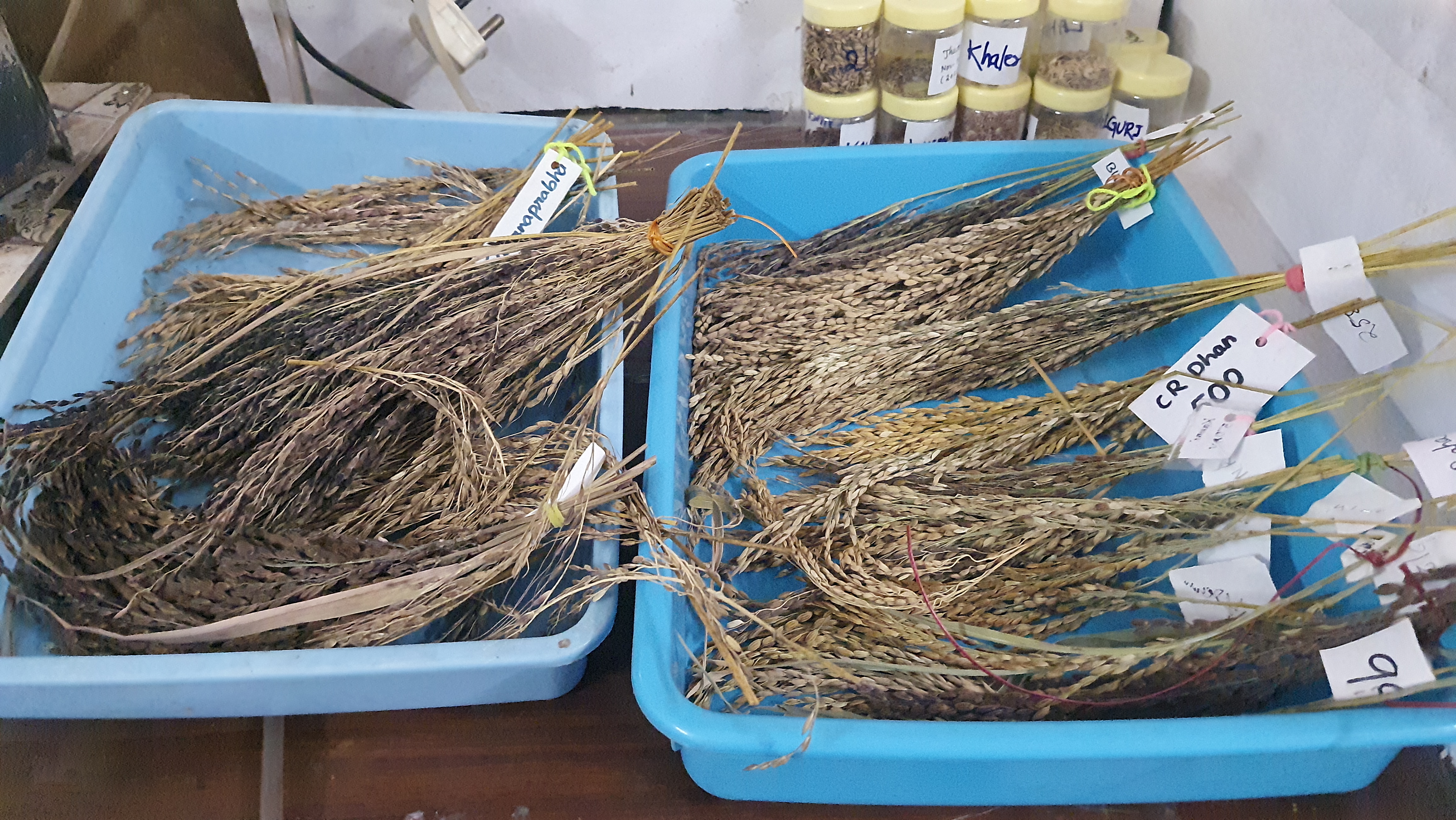 Many native rice varieties of Odisha