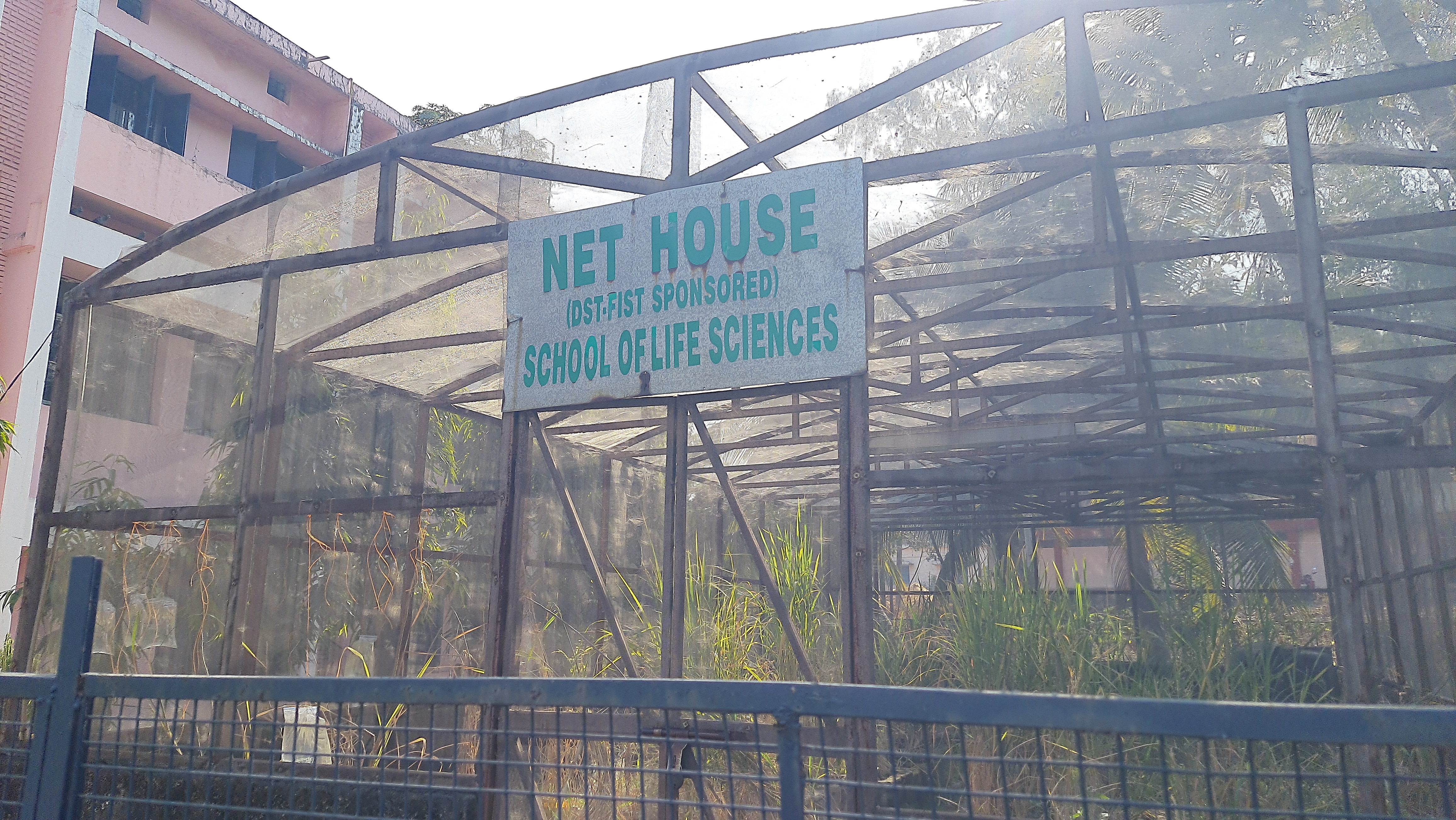 NATIVE RICE PADDY SEED RESEARCH