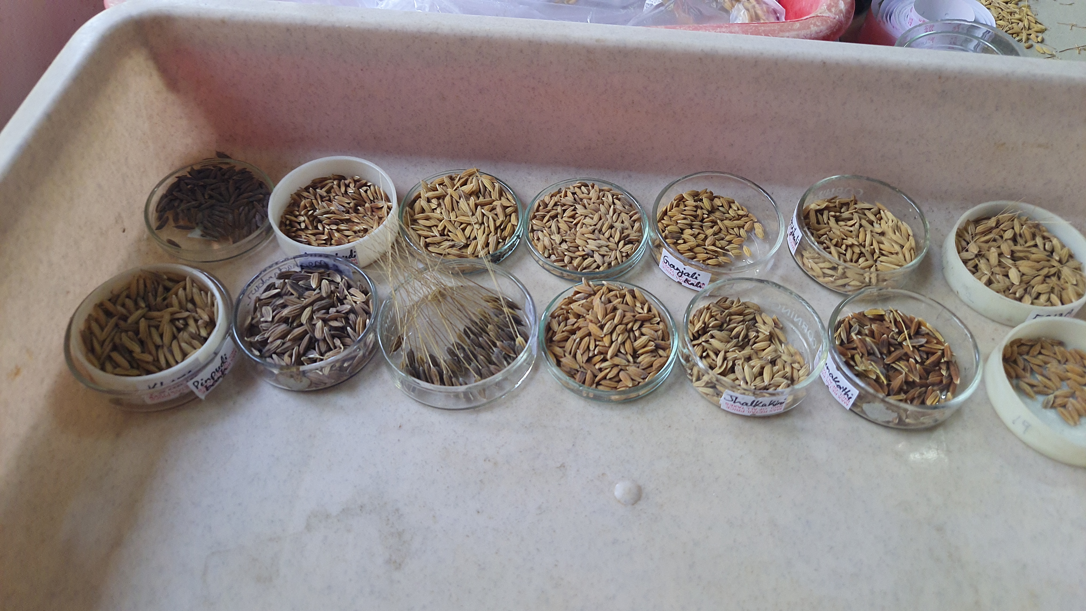NATIVE RICE PADDY SEED RESEARCH