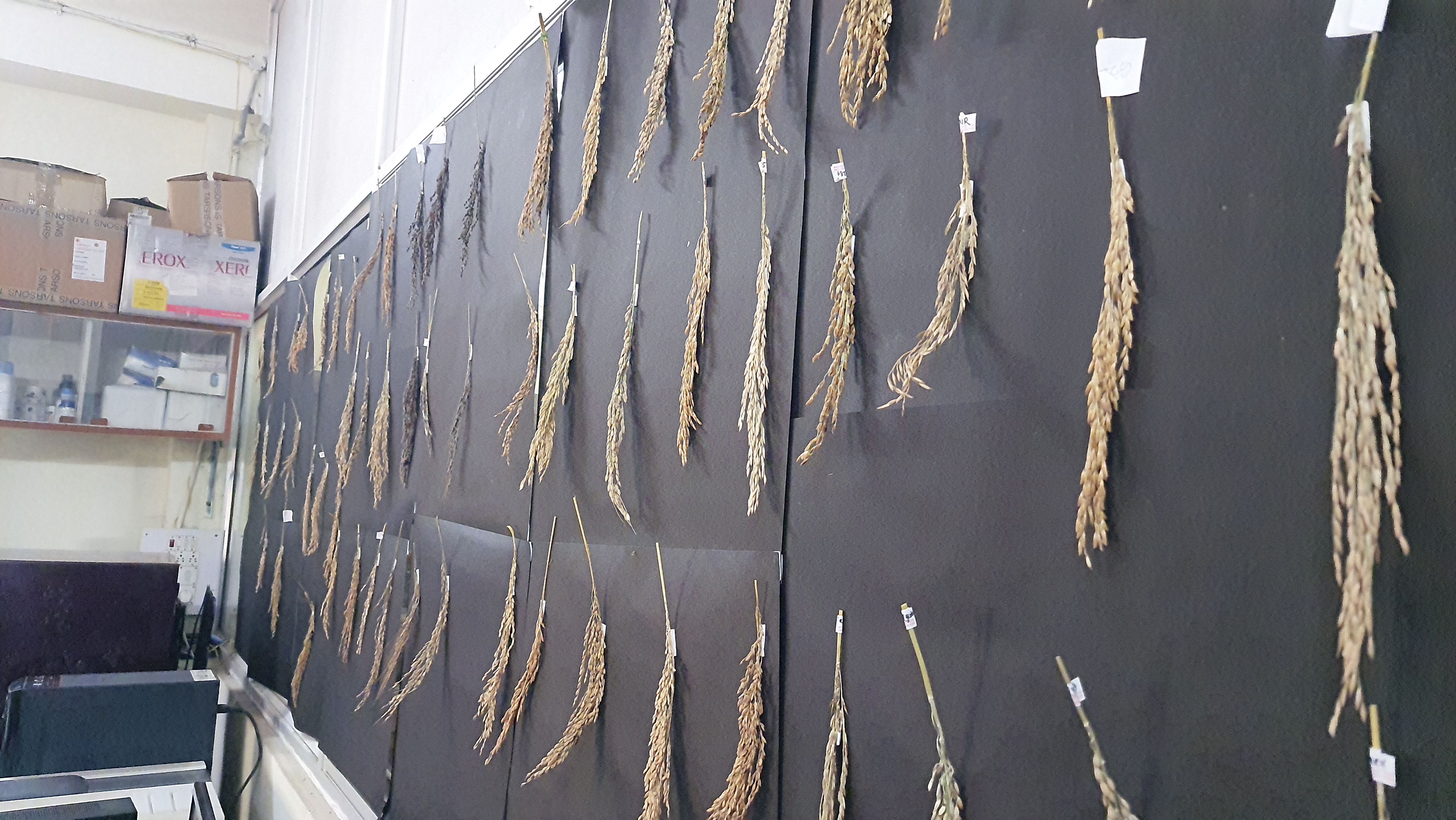 Sambalpur University Spearheads Research To Revive Odisha's Indigenous Rice Varieties