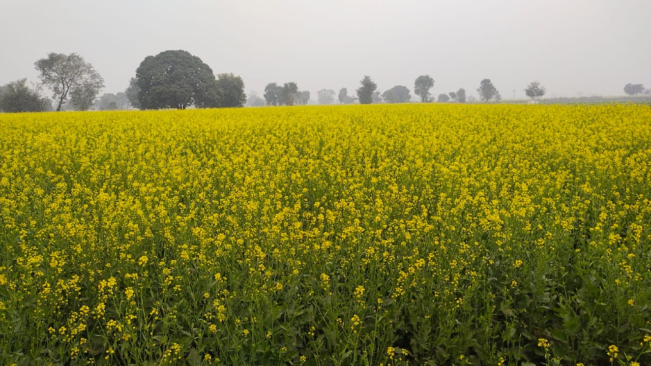 Mustard Honey Farming