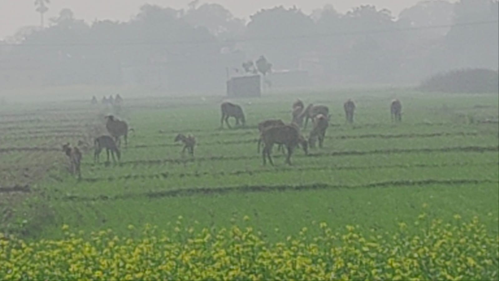 Nilgai damage crops in Bhojpur