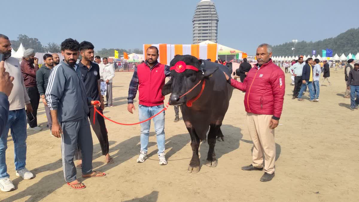Rohtak Murrah Buffalo Ramu Wins First Prize