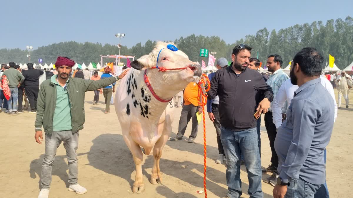 Bulls from Kaithal and Ambala dominated the Kurukshetra cattle fair with an 1800 kg bull becoming the centre of attraction