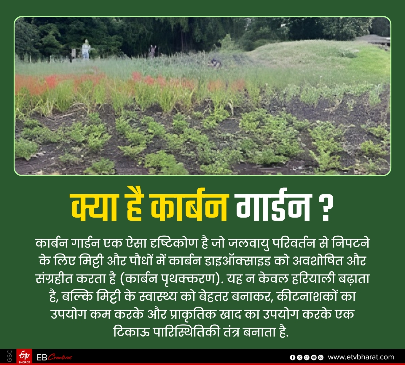 भारत का पहला कार्बन गार्डन: जो दे रहा है प्रदूषण मुक्त हवा में सांस