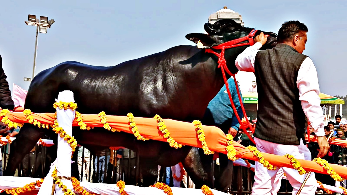 पशु मेला 2026