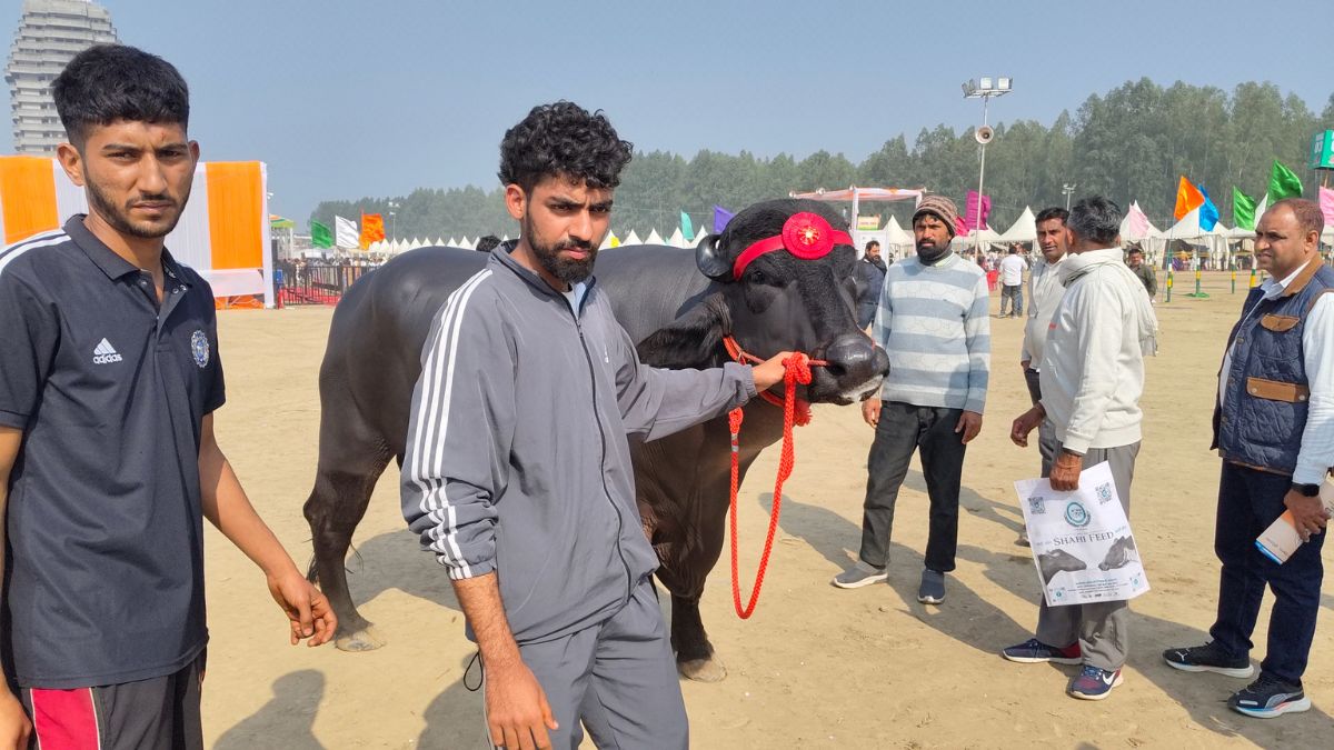 Rohtak Murrah Buffalo Ramu Wins First Prize