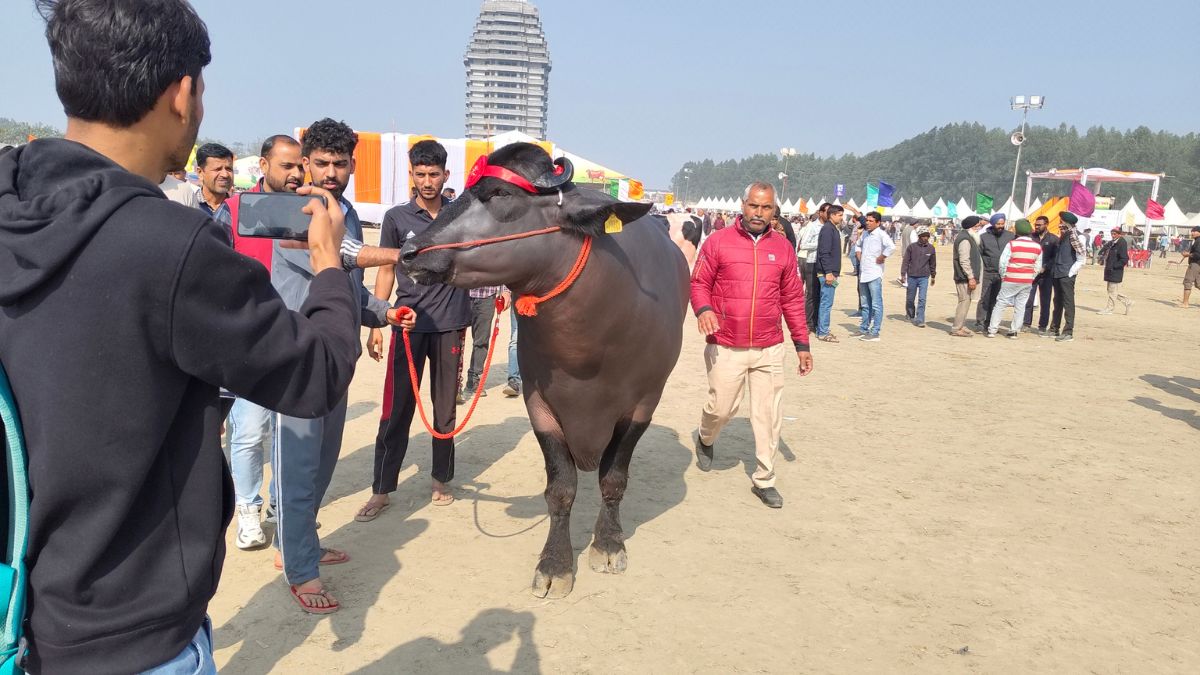 Rohtak Murrah Buffalo Ramu Wins First Prize