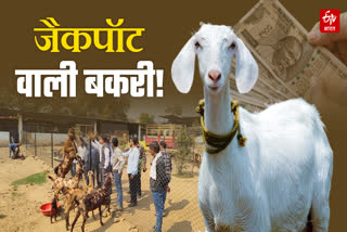 GOAT FARMING BUSINESS