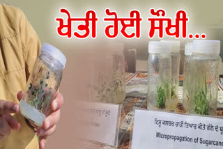 PAU has developed potato saplings using tissue culture technology know its features