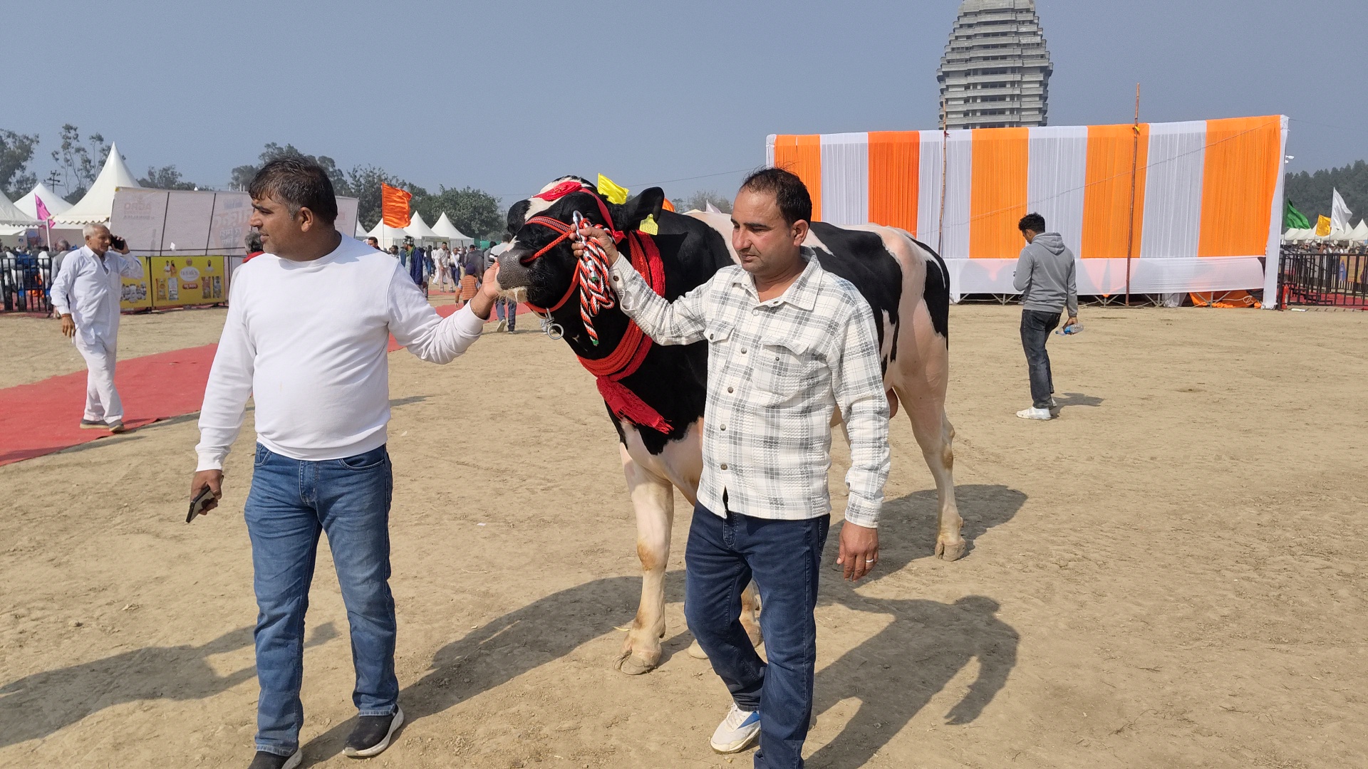Bulls from Kaithal and Ambala dominated the Kurukshetra cattle fair with an 1800 kg bull becoming the centre of attraction