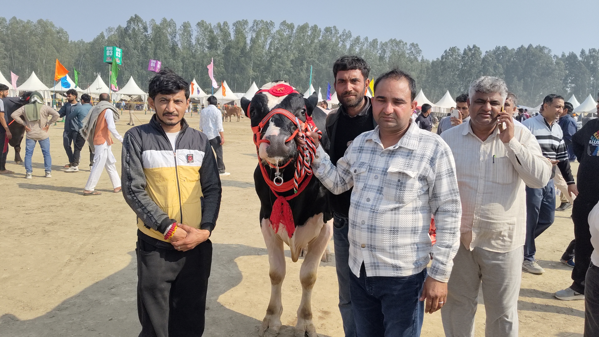 Bulls from Kaithal and Ambala dominated the Kurukshetra cattle fair with an 1800 kg bull becoming the centre of attraction